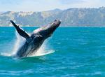 See Whales off Kaikoura Peninsula, New Zealand
