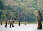 Explore Periyar National Park and Wildlife Sanctuary (Tiger Reserver), India (UNESCO site)