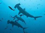 Dive with Hammerhead Sharks
