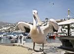 Find Petros the Pelican, Mykonos Island, Greece