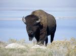 See Antelope Island Bison, Antelope Island State Park, Utah