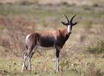 See Bontebok at Bontebok National Park, South Africa (UNESCO site)