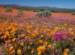 Explore Namaqua National Park, South Africa