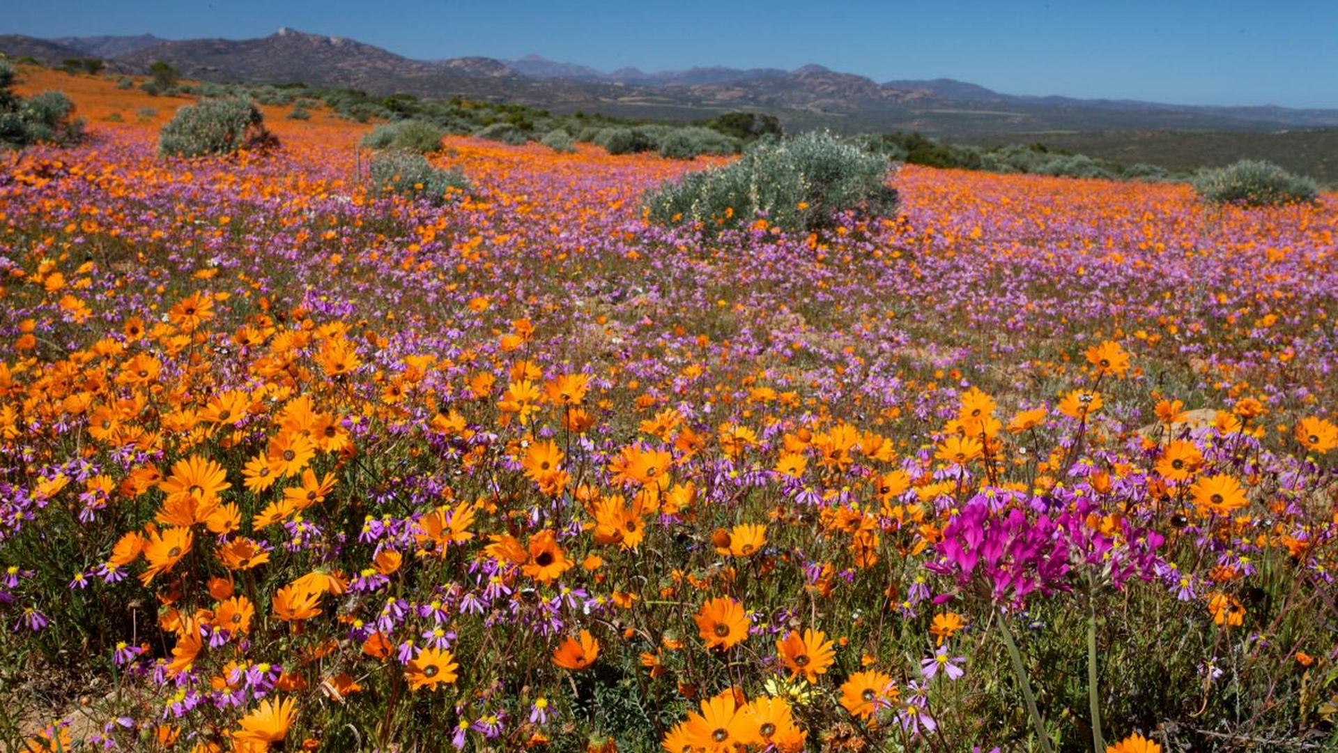 Best Time Of Year For Namaqualand Flowers At John Topete Blog