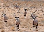 Explore Kalahari Gemsbok National Park (Kgalagadi Transfrontier Park), South Africa