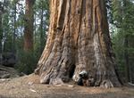 Visit Giant Sequoia National Monument, California