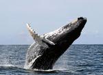See Whales off Cape Cod, Massachusetts
