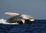 See Whales off Plettenberg Bay, South Africa