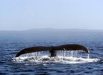 See Whales off Newfoundland and Labrador, Canada