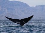 See Whales in the Sea of Córtez, Mexico