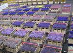Attend Aalsmeer Flower Auction (FloraHolland), Netherlands