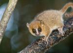 Explore Ranomafana National Park, Madagascar (UNESCO site)