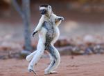 See Lemurs at Berenty Reserve, Madagascar