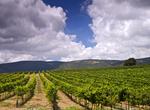 Wine Tasting in Israel