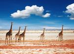 Explore Etosha National Park, Namibia