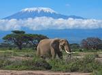 Explore Amboseli National Park, Kenya