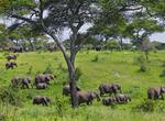 Explore Tarangire National Park, Tanzania