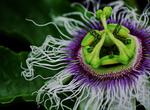 Eat Passiflora Edulis (Passion fruit)