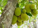 Eat Jackfruit