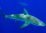 Dive with Galápagos Sharks
