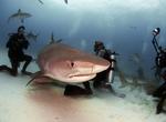 Dive with Tiger Sharks off Tiger Beach, Bahamas
