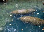 Explore Homosassa Springs Wildlife State Park, Florida