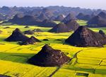 See Canola/Rapeseed Fields, Luoping, China