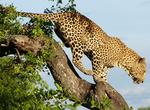 Explore Londolozi Private Game Reserve, South Africa