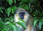 Explore Barbados Wildlife Reserve, Barbados