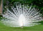 See White Peacocks 
