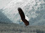 See Bald Eagles at Alaska Chilkat Bald Eagle Preserve, Alaska