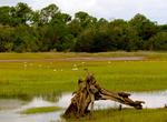 Birding at Pinckney Island National Wildlife Refuge, South Carolina