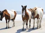 Explore Chincoteague National Wildlife Refuge, Virginia & Maryland