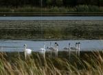 Birding at Minnesota Valley National Wildlife Refuge, Minnesota