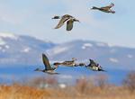 Birding at Bear River Migratory Bird Refuge, Utah