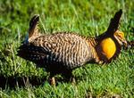 Birding at Attwater Prairie Chicken National Wildlife Refuge, Texas
