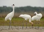 Birding at Aransas National Wildlife Refuge, Texas