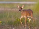 Explore National Key Deer Refuge, Florida