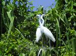 Birding at Great White Heron National Wildlife Refuge, Florida