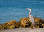 Birding at Pelican Island National Wildlife Refuge, Florida