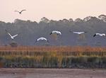 Birding at St. Marks National Wildlife Refuge, Florida