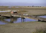 Birding at Don Edwards San Francisco Bay National Wildlife Refuge, California