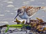 Birding at Copper River Delta, Alaska