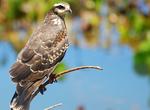 Birding at Loxahatchee National Wildlife Refuge, Palm Beach County, Florida