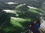 Swim with Beluga Whales in Churchill River, Manitoba, Canada