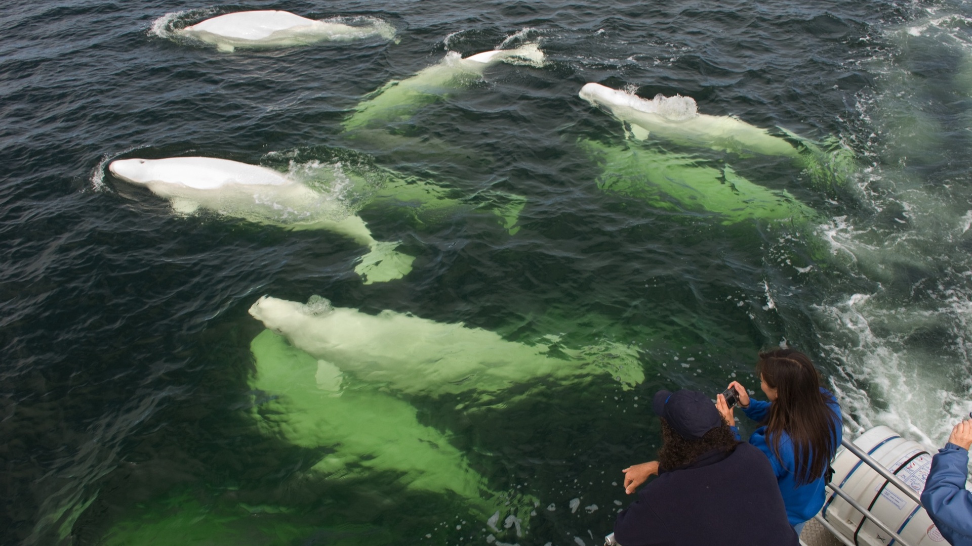 Beluga Whales in Churchill River