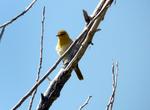 Birding at Ouray National Wildlife Refuge, Utah