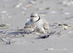 Birding at Rachel Carson National Wildlife Refuge, Maine