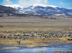 Birding at Monte Vista National Wildlife Refuge, Colorado