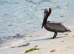 Birding at Dry Tortugas, Florida